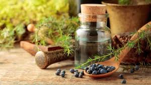 Juniper Berry Oil: 10 Interesting Facts You Didn't Know
