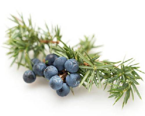 Strengthen Hair and Promote Growth with Juniper Berry Oil