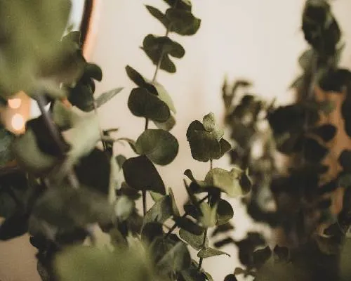 Alpha Phallendrene Manufacturers In India