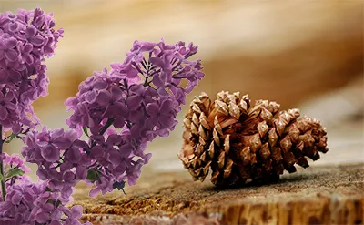 Alpha Terpinene Manufacturers In India