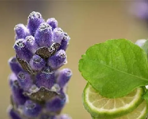 Alpha Terpinyl Acetate Manufacturers In India