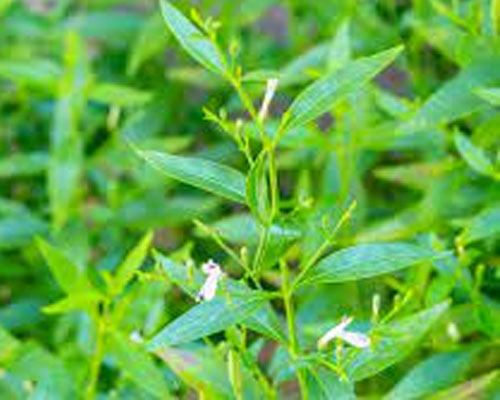 Andrographis Paniculata In Dhayah Fort