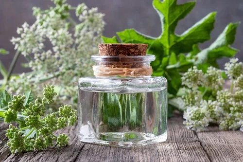 Angelica Oil Manufacturers In Bolivia