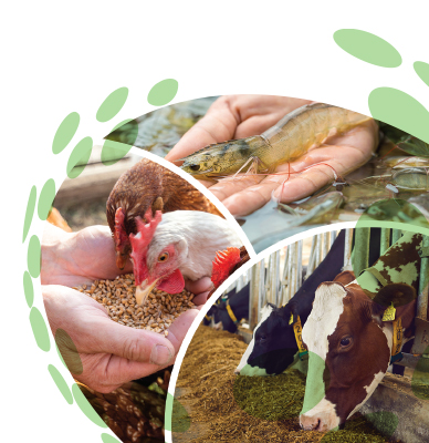 Animal Nutrition Manufacturers In Ethiopia