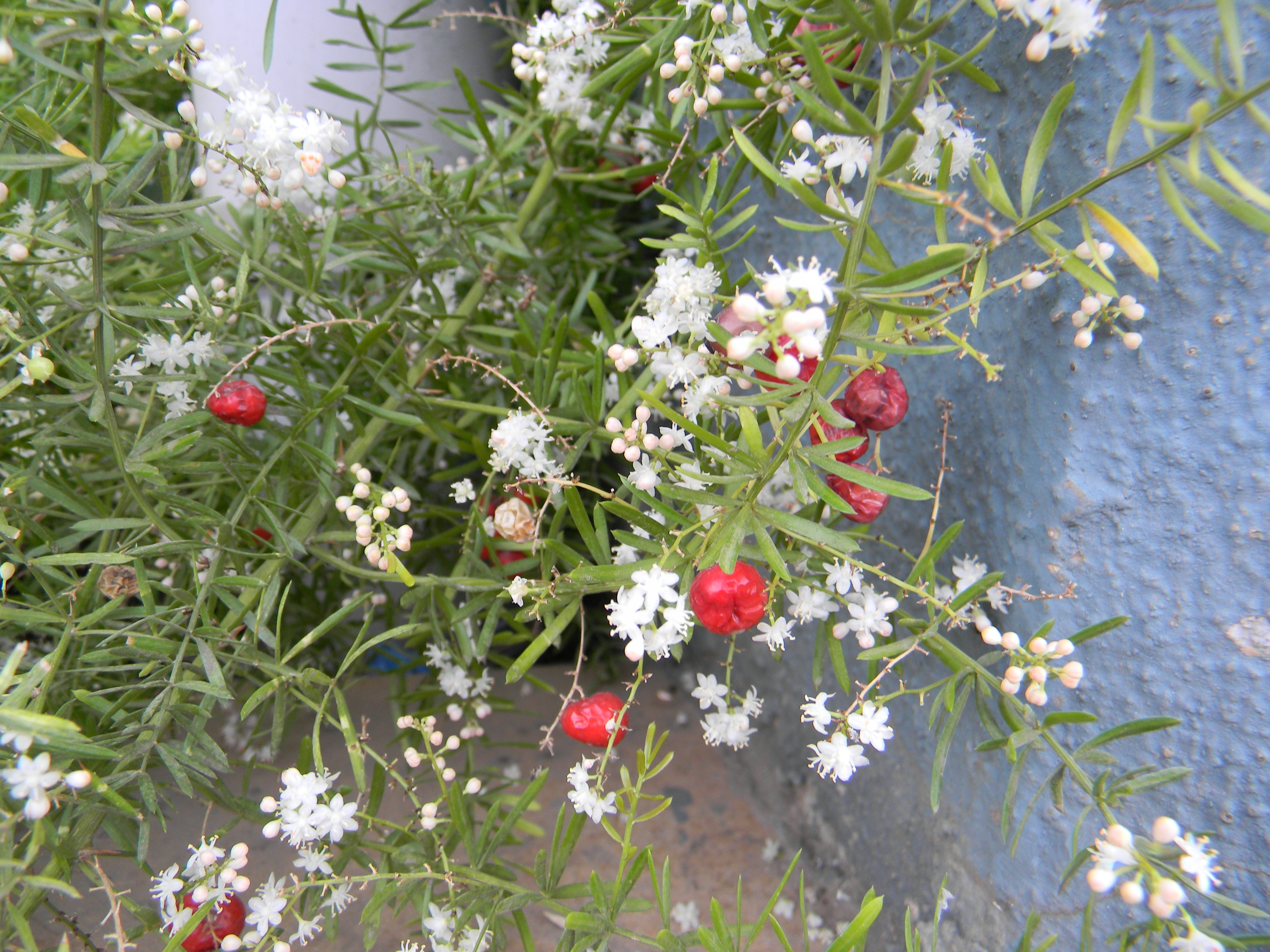 Asparagus Racemosus In Abu Dhabi