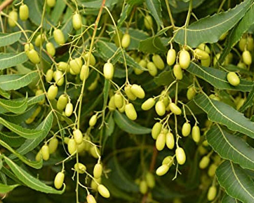 Azadirachta Indica In Dhadna