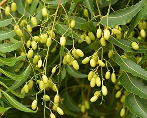 Azadirachta Indica Manufacturers In India
