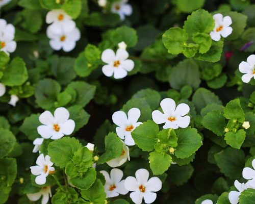 Bacopa Monnieri In Hatta