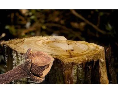 Beta Caryophyllene Manufacturers In India