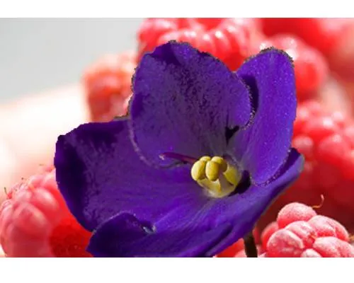 Beta Ionone Manufacturers In India