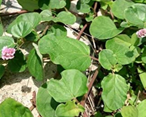 Boerhavia Diffusa In Abu Dhabi