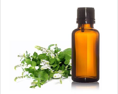 Indian Basil Oil  Suppliers