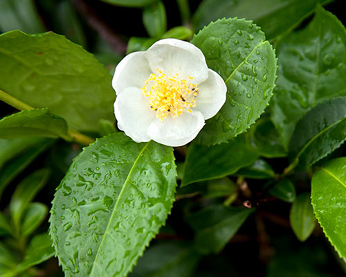 Camellia Sinensis In Umm Al Quwain