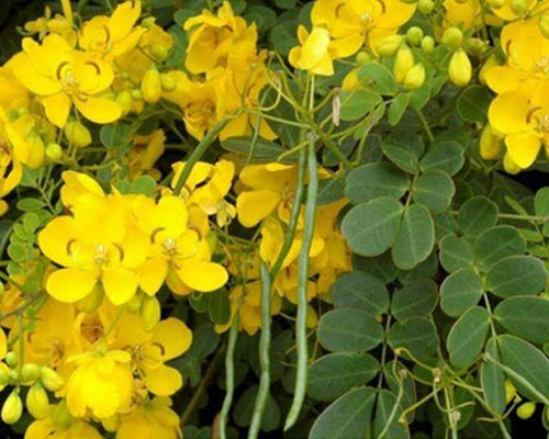 Cassia Angustifolia In Al Bidya