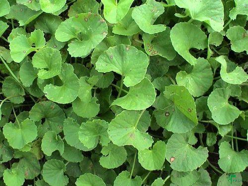 Centella Asiatica In Al Ain