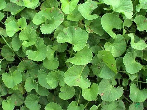 Centella Asiatica Manufacturers In India