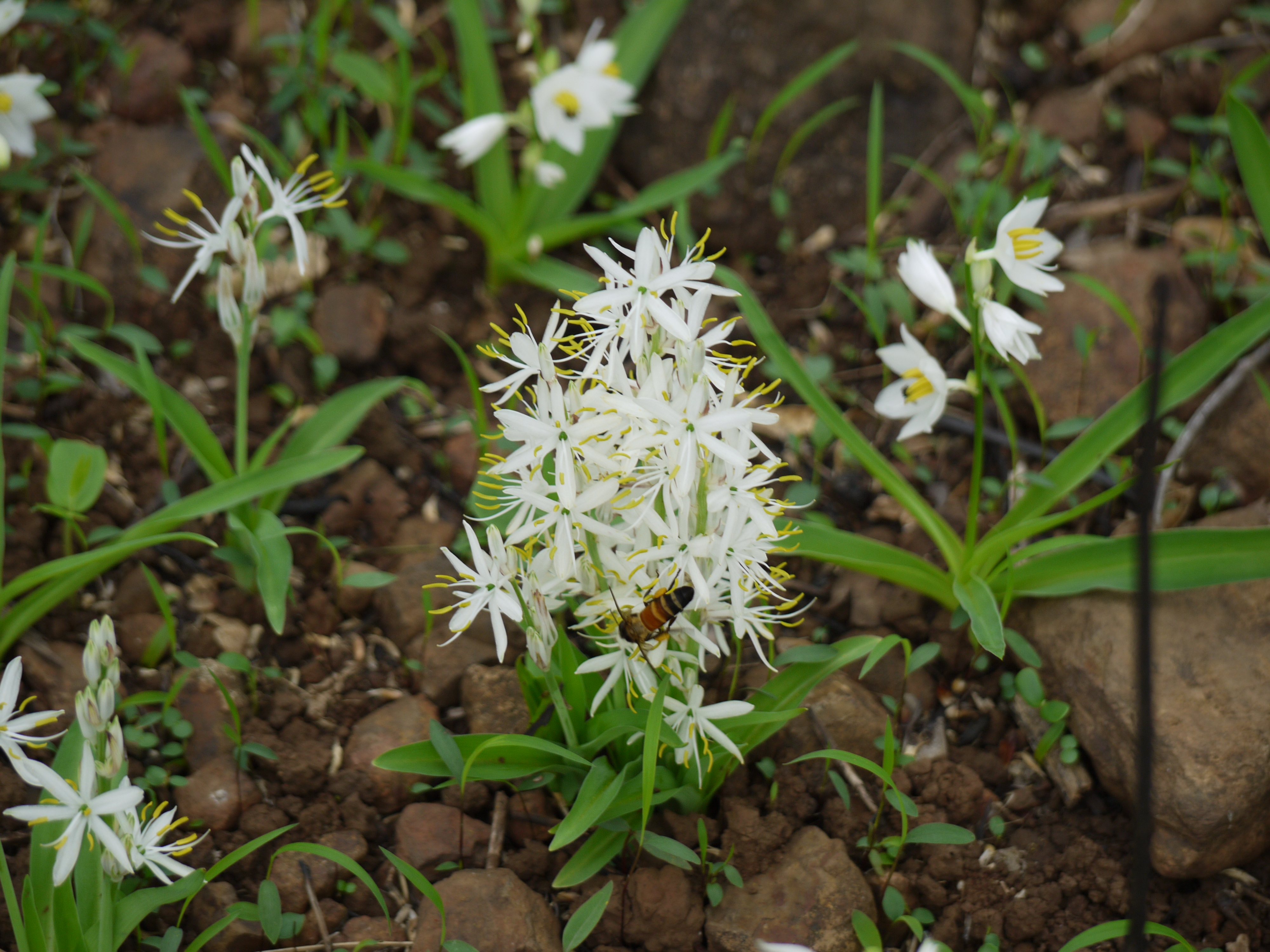 Chlorophytum Borivilianum In Dhadna