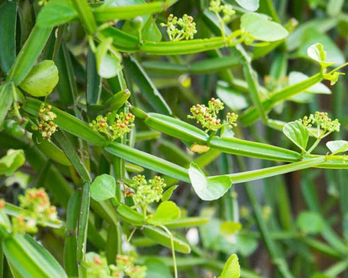 Cissus Quadrangularis In Al Bidya