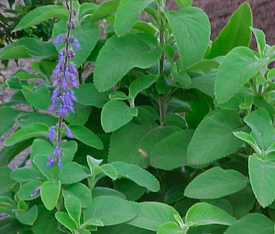 Coleus Forskohlii In Al Bidya