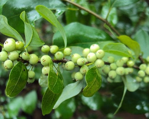 Commiphora Mukul In Al Ain