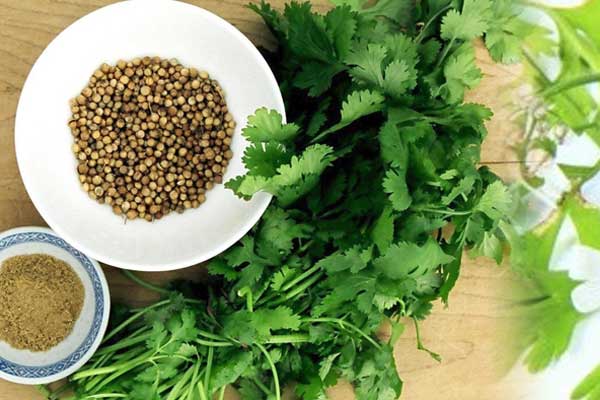 Coriander Oil BP In Akrotiri And Dhekelia