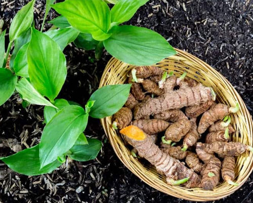 Curcuma Longa In Al Ruwais