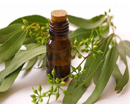 Eucalyptus Oil In Burundi