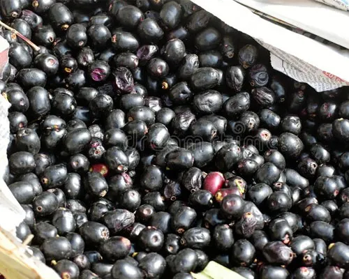 Eugenia Jambolana Manufacturers In India