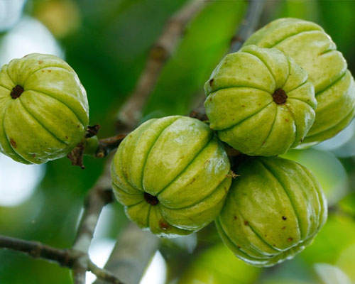 Garcinia Cambogia In Al Bidya