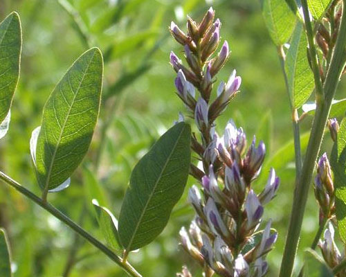 Glycyrrhiza Glabra In Al Faqa