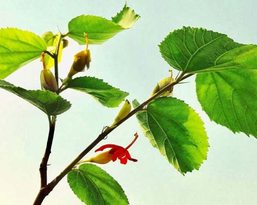 Gymnema Sylvestre In Lahbab