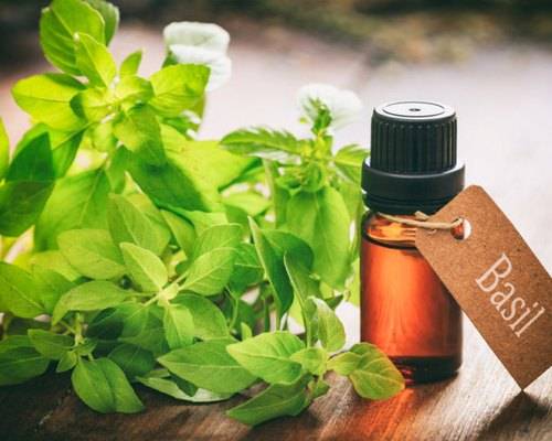 Natural Peppermint  Exporters