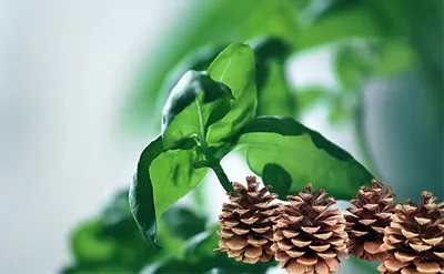 IsoBornyl Acetate Manufacturers In India