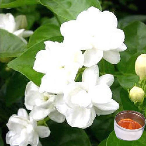 Jasmine Sambac Concrete Manufacturers In Ethiopia