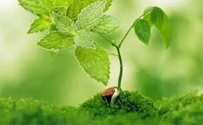 L Carvone Manufacturers In India