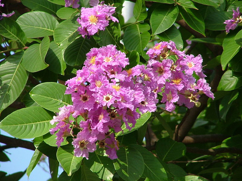 Lagerstroemia Speciosa In Dhayah Fort