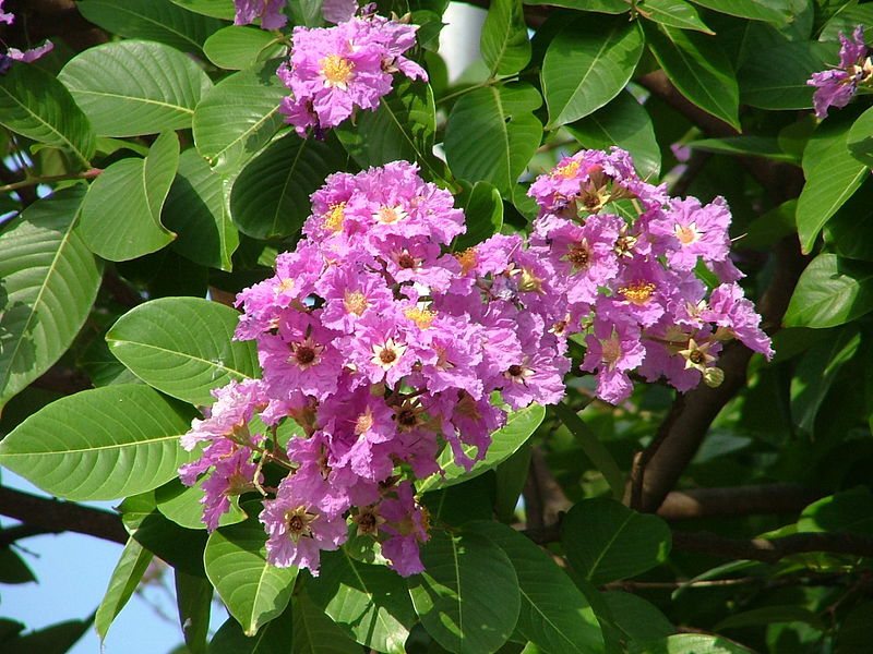 Lagerstroemia Speciosa In Umm Al Quwain