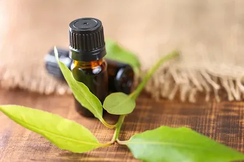 Laurel leaf Oil Manufacturers In Ethiopia