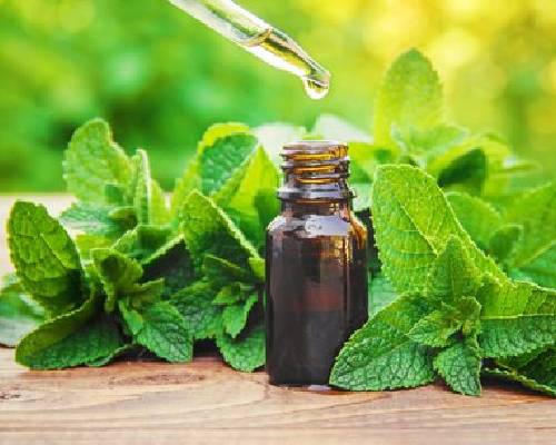 Mentha Spearmint Oil In Idaho