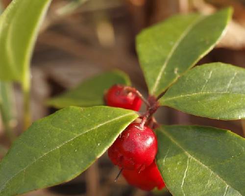 Methyl Salicylate In Burundi