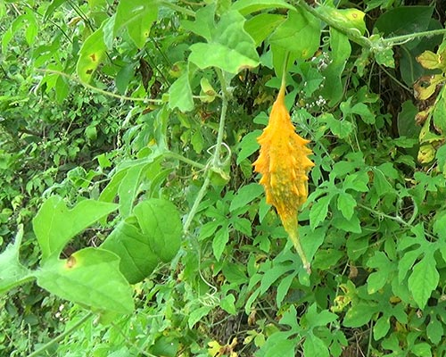 Momordica Charantia In Al Bidya