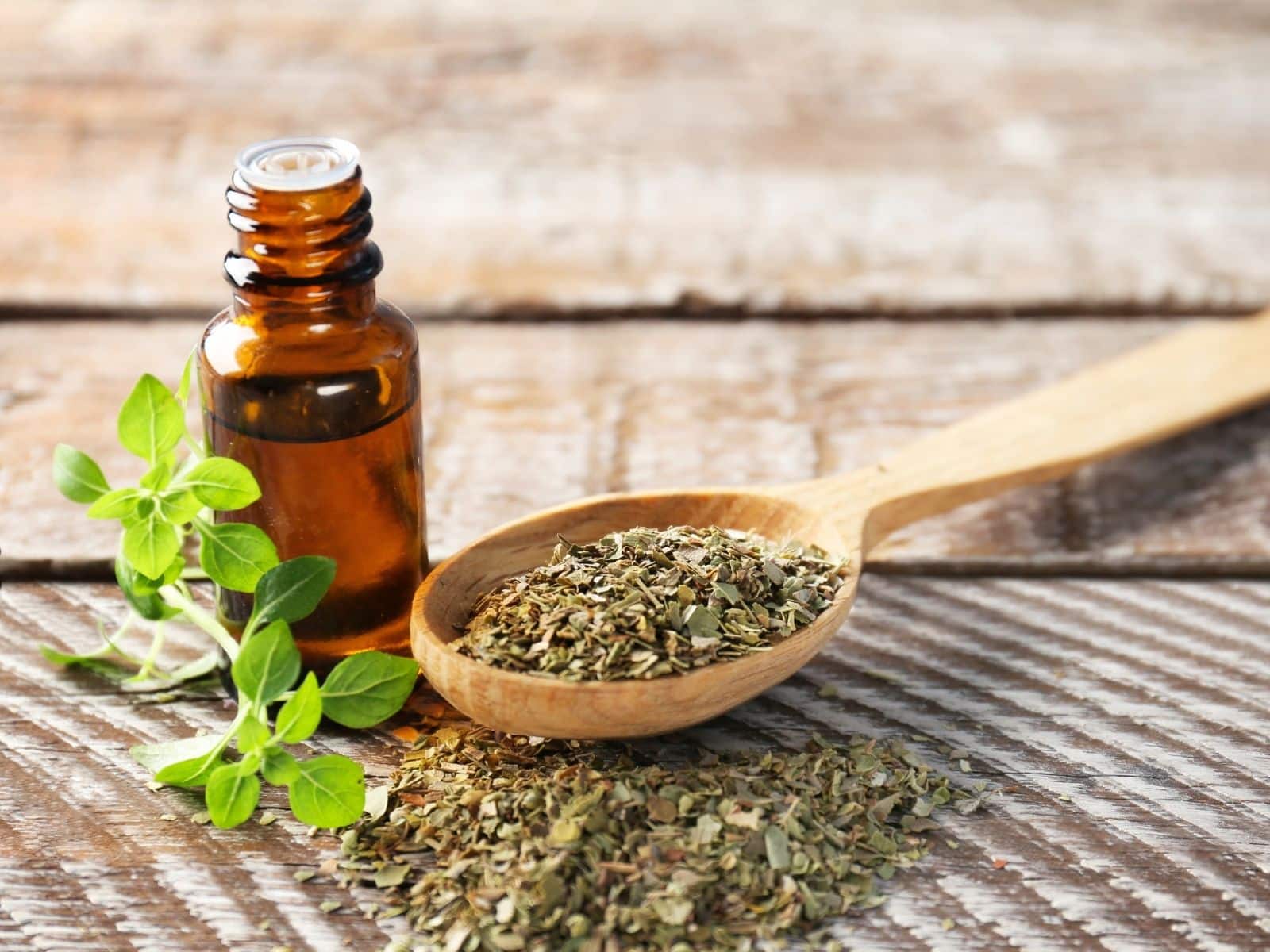 Oregano Oil Manufacturers In Ethiopia