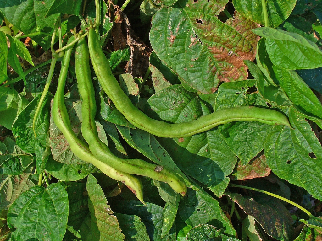 Phaseolus Vulgaris In Al Bidya