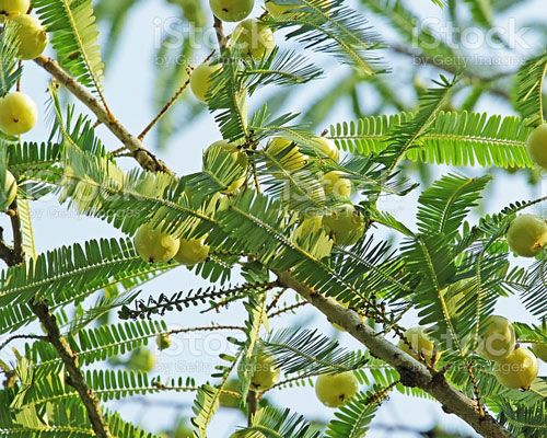 Phyllanthus Emblica In Al Ain