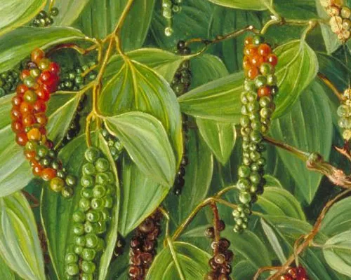 Piper Nigrum Manufacturers In India