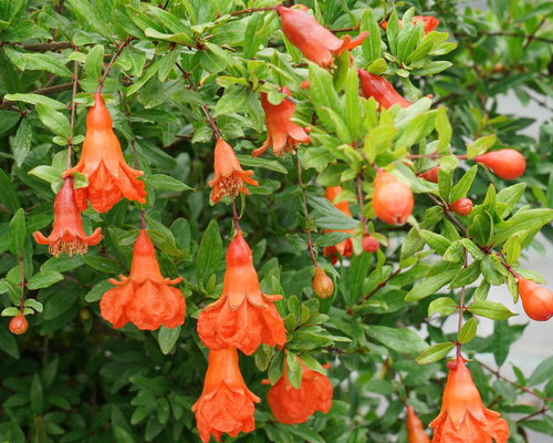 Punica Granatum In Al Jazirah Al Hamra