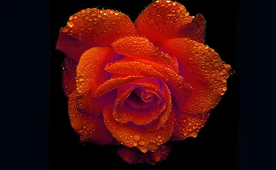 Rose Oxide  Manufacturers In India