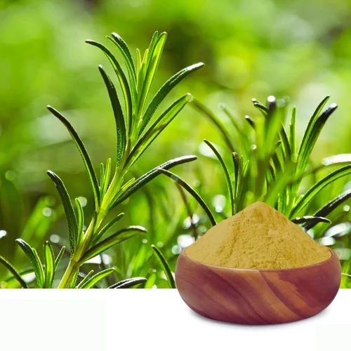 Rosemary Extract Manufacturers