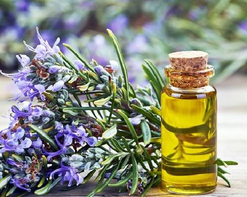 Rosemary Oil In Sha'am Rosemary Oil In Sha'am