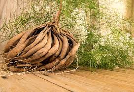 Shatavari Root In Al Sila Shatavari Root In Al Sila